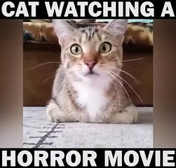 cat is watching horror movie 2016