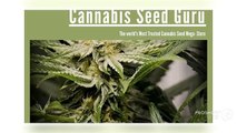 High Grade Medical Marijuana Seeds