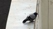 Suicide d'un pigeon débile... Ahaha