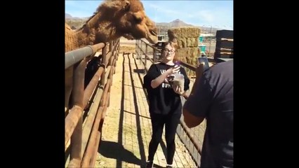 Elle se fait manger la tête par un chameau