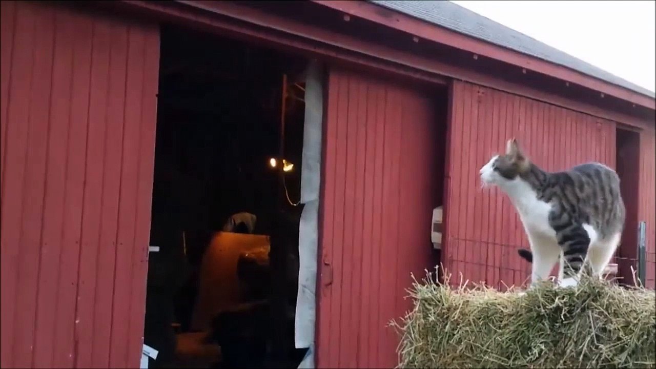 Un chat un peu trop ambitieux : saut bien raté