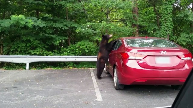Cet ours veut conduire la voiture... Aller j'te jure j'ai le permis