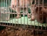Canadian Puppies Saved Again  Puppy Mill Rescue