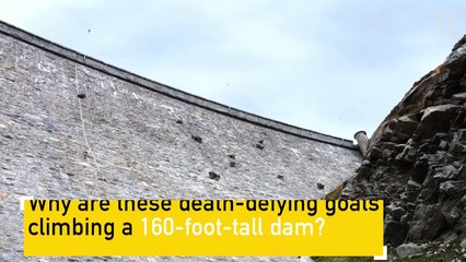 Watch With split hooves and rubber-like soles, the Alpine ibex is able to climb a near-vertical rock face.