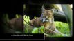 10 Small Exotic Cats That Are Kept As Pets - watchzozo full HD