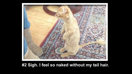 10 Cats Just You Know Awkwardly Standing Around Like Humans