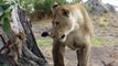 lioness killed baboon what she did with the baby is shocking !