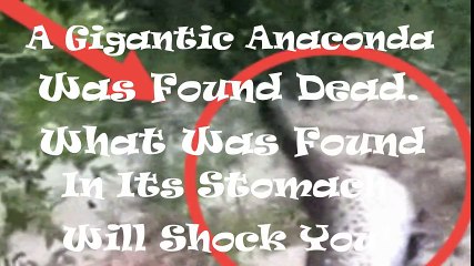 a gigantic anaconda was found dead what was found in its stomach will shock you!