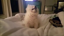 L'éternuement de ce petit chien est sans aucun doute le plus mignon jamais vu