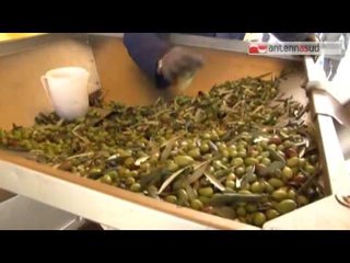 TGSRVdic02 dna olio extravergine