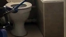 Un cobra retrouvé dans des toilettes