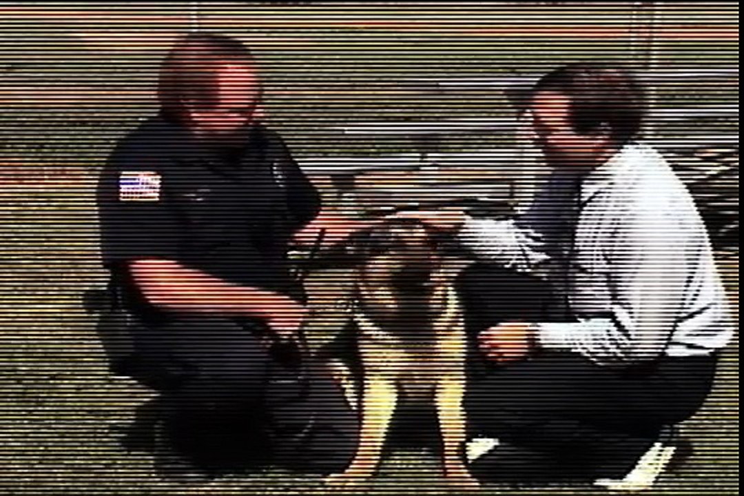 Untamed and Uncut  Attack Dog Bites Reporter