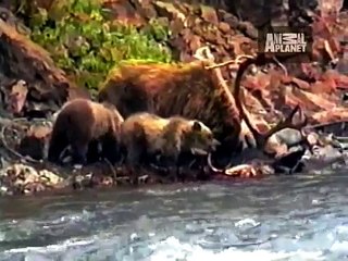 Untamed and Uncut - Grizzly Bear Battle