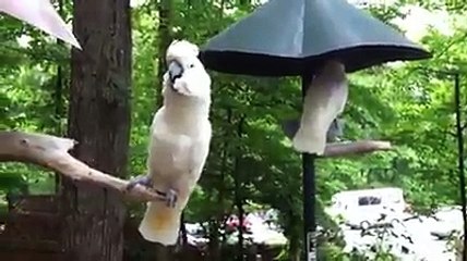 kakadu yine şov yapıyor