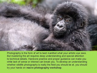 Best macro photography workshop in Australia