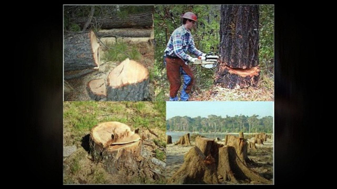 Merrifield Tree Removal Professional Treen Removal Service