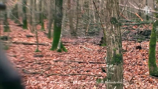 Top 5 Slow Motion Shots in Wild Boar Hunting - Migliori tiri caccia al cinghiale Chasse sanglier