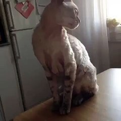 How To Tell The Cat Has Had Enough