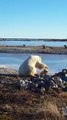 Canada: Vidéo virale d'un ours polaire qui caresse un chien