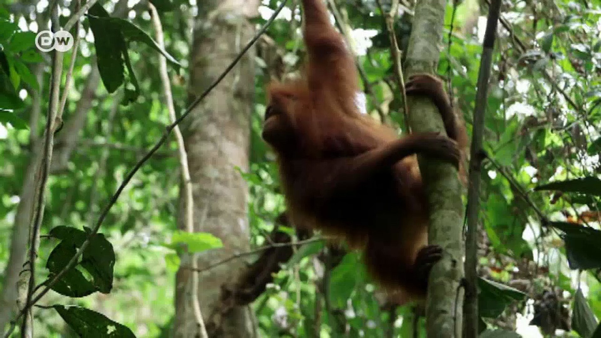 Saving the orangutans | Tomorrow Today