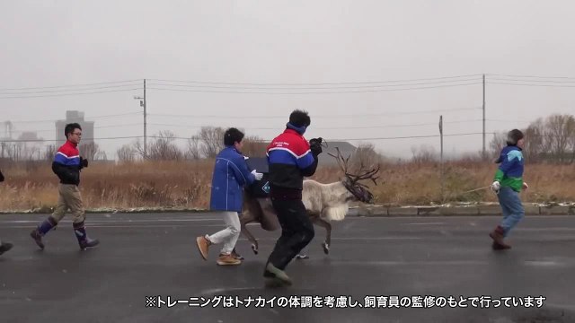 Japon : Domino's pizza abandonne la livraison par rennes