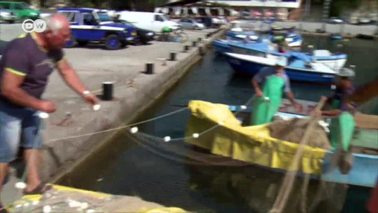Dolphins in danger | Eco-at-Africa