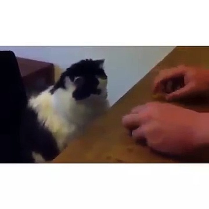 KEDİYE BAK SEN ÇOĞU ADAMDAN ZEKİ