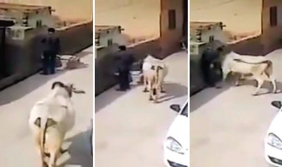 Man Is Assaulted By Cow With Bad Attitude