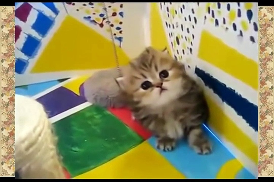 котята