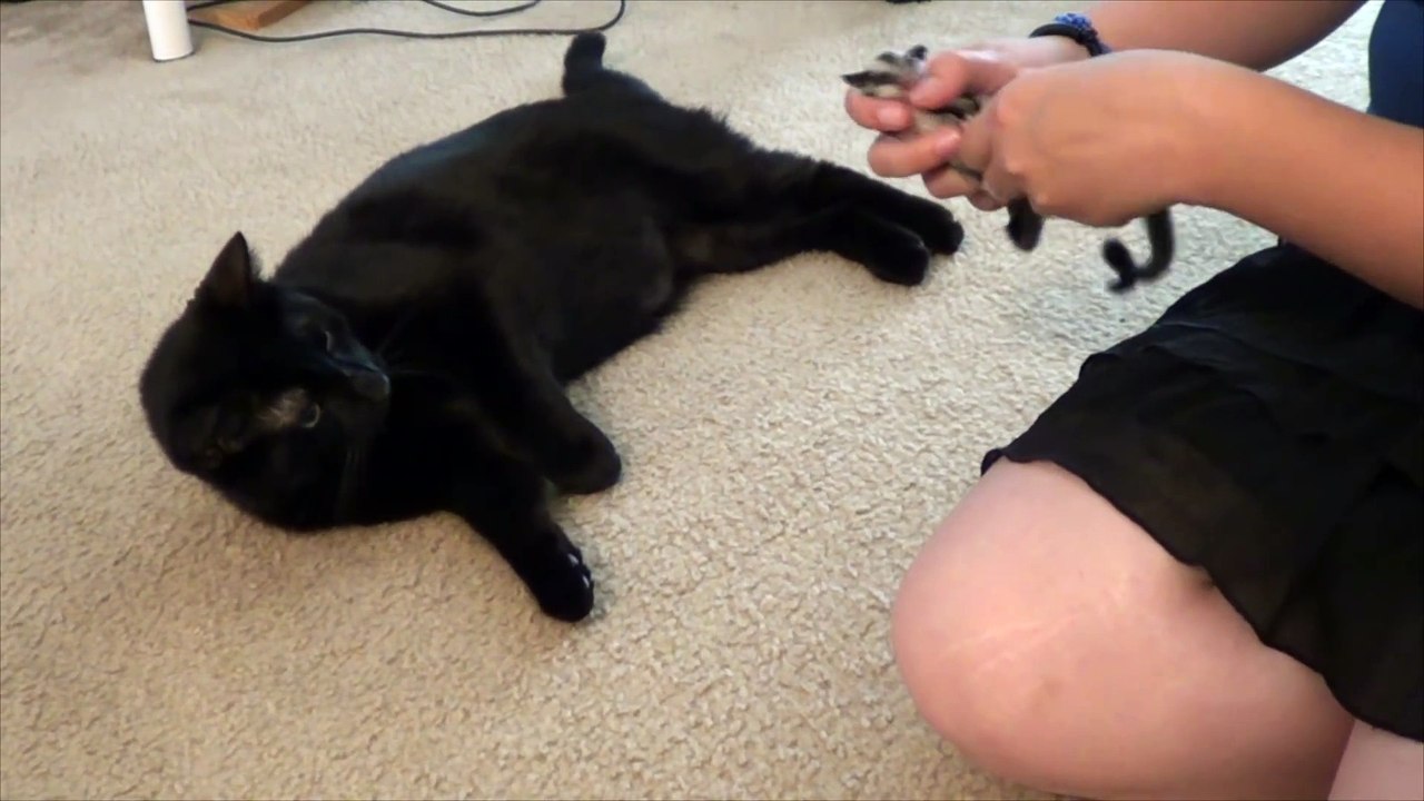 Cat Vs Sugar Glider Babies