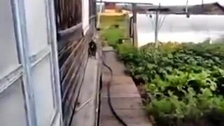 Собака спасает кота от смерти!