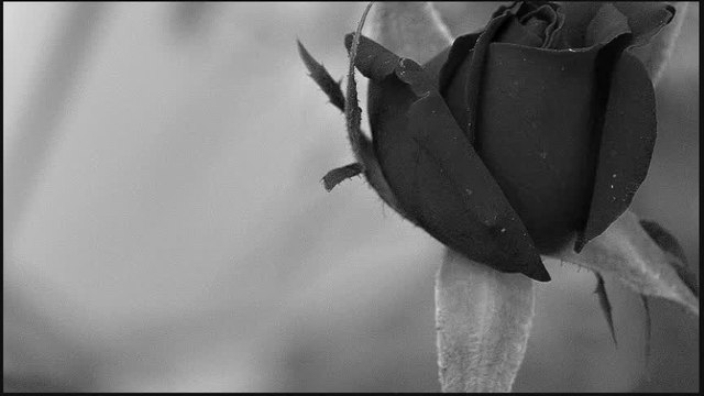 Splet narodnih pesama (34)