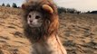 Le Chat lion... Juste adorable