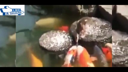 Amazing Animals Rescuing