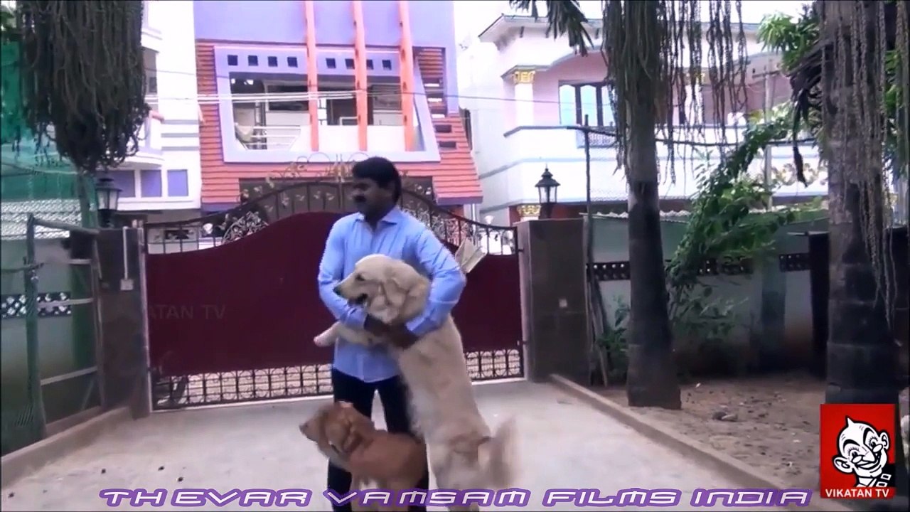 சீமான் வீட்டில் வெளிநாட்டு நாய் மேடையில் பேசுவதோ நாட்டு நாய்  |  seeman comedy