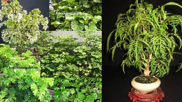 CÂY THUỐC NAM- CÂY ĐINH LĂNG, CÔNG DỤNG CHỮA BỆNH CỦA CÂY ĐINH LĂNG