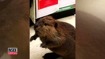 Leave It To This Beaver To Get Caught Holiday Shopping Inside Store