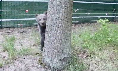 Bear Cub Thrives at Shelter & Chimps Scope Out Snake in the Grass