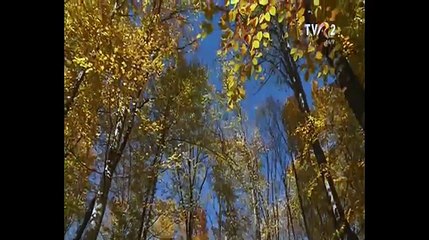Jenica Bercea Anton - Padure, draga padure (Popasuri folclorice - TVR 2 - 05.12.2015)