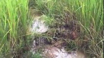 Wow! Children Catch Water Snake Using Bamboo Net Trap - How to Catch Water Snake in Cambodia