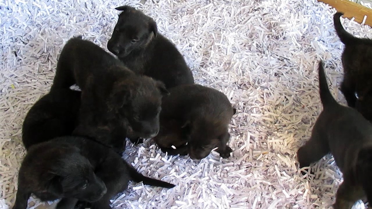 CHIOTS EULONE x EOLE 2016