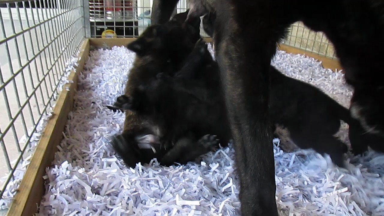 CHIOTS EULONE x EOLE 2016 2