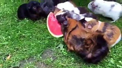 Karpuz yiyen  Tavşanlar