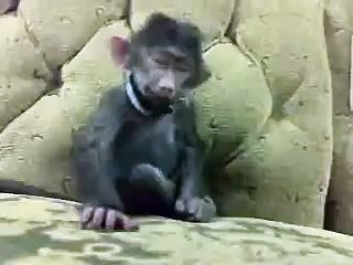 monkey very very happy and very funny