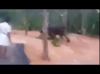 ---ആന ചെരിയുന്നു  Elephant Dying India attack on tree