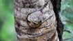 CUTE bushbaby struggles to wake up - Unusual funny monkey like creatures | Kruger National Park