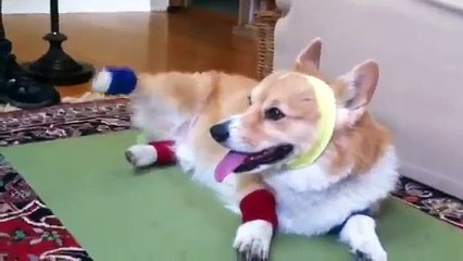 Corgi does aerobics