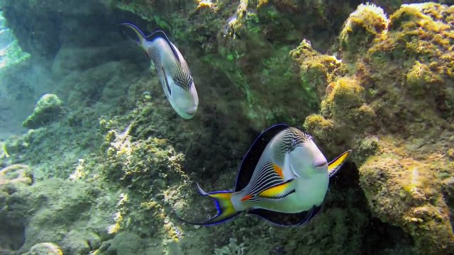 HD Schnorcheln am Roten Meer Hurghade, Dana Beach Resort snorkeling at the red sea