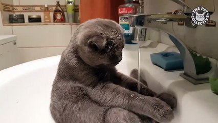 lavaboda yıkanan tombul kedi