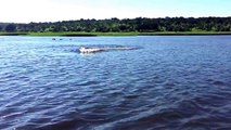 Hippo Charge on Chobe River Jan2015, recorded with iPhone 6; Botswana, Awesome but crazy dangerous.